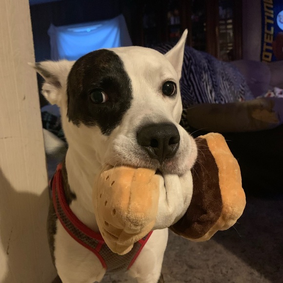 🌟🦴Sloan’s recovery donation 🦴❤️ - Picture 8 of 13